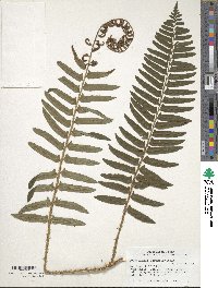 Polystichum acrostichoides image