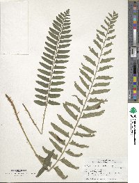 Polystichum acrostichoides image