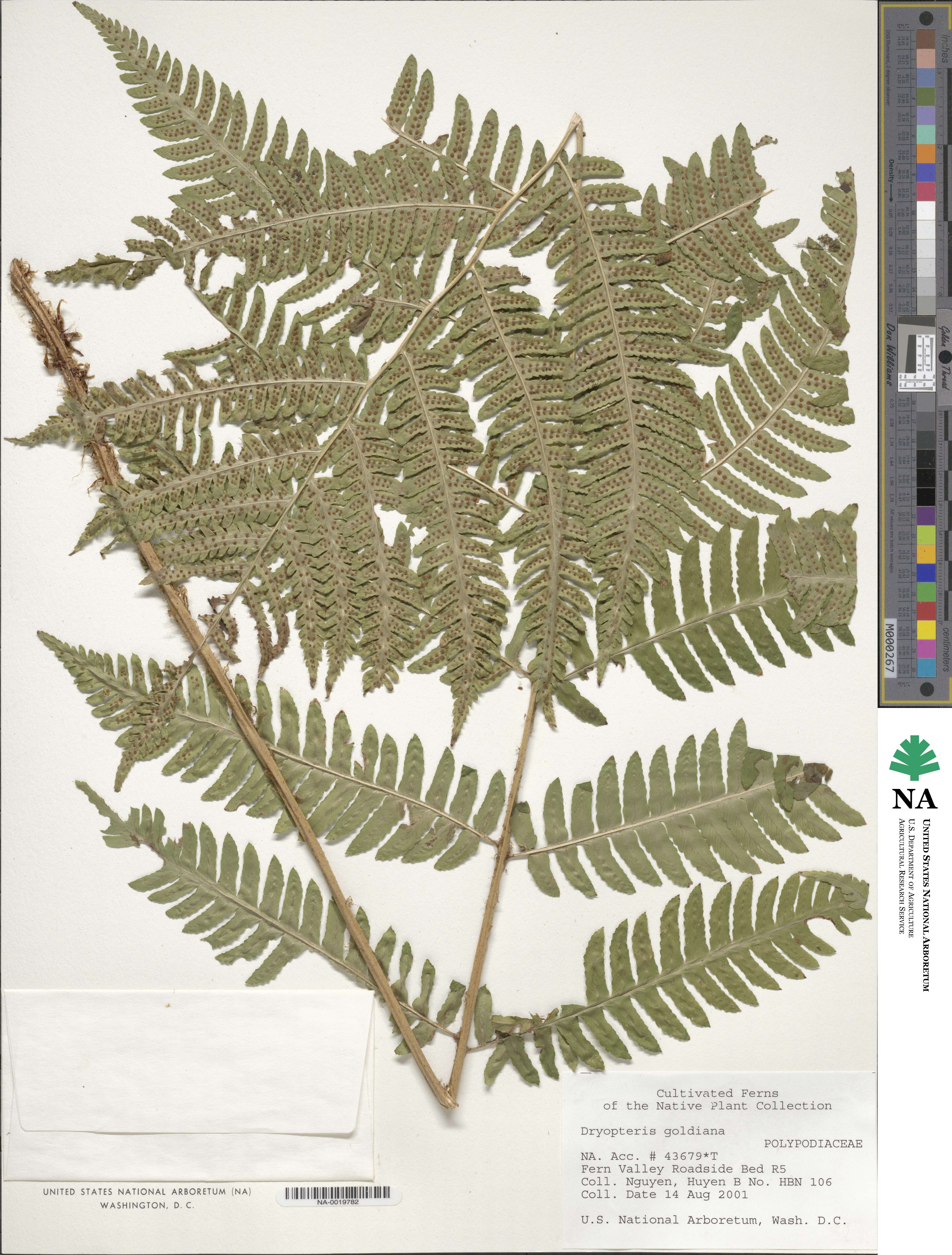 Dryopteris goldieana image