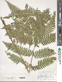 Dryopteris goldieana image