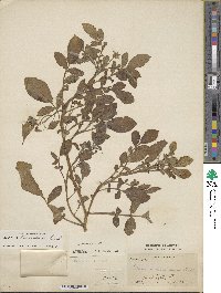 Solanum demissum image