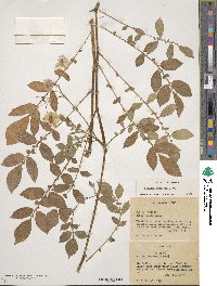 Solanum demissum image