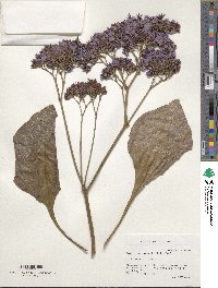 Image of Limonium perezii