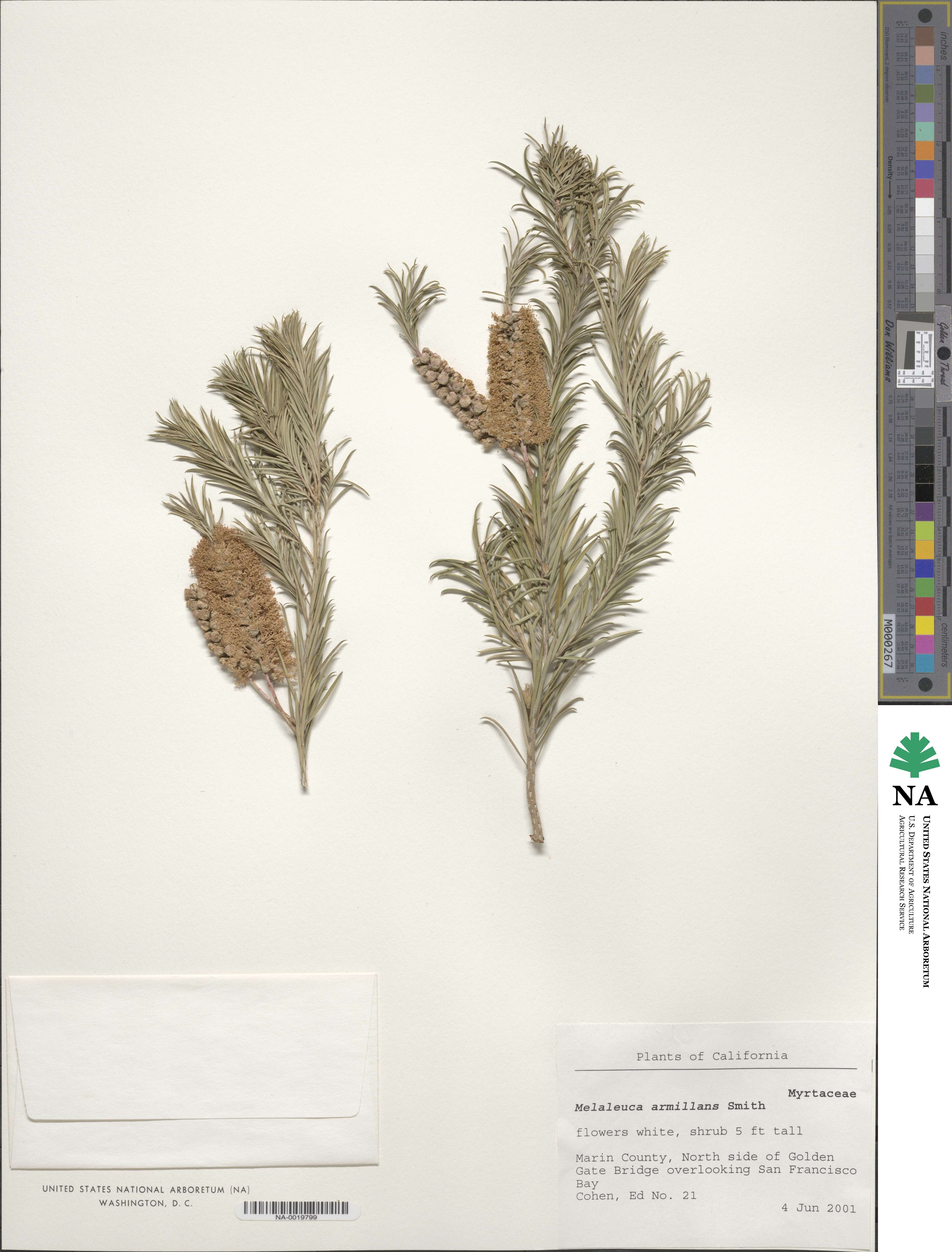 Melaleuca armillaris image