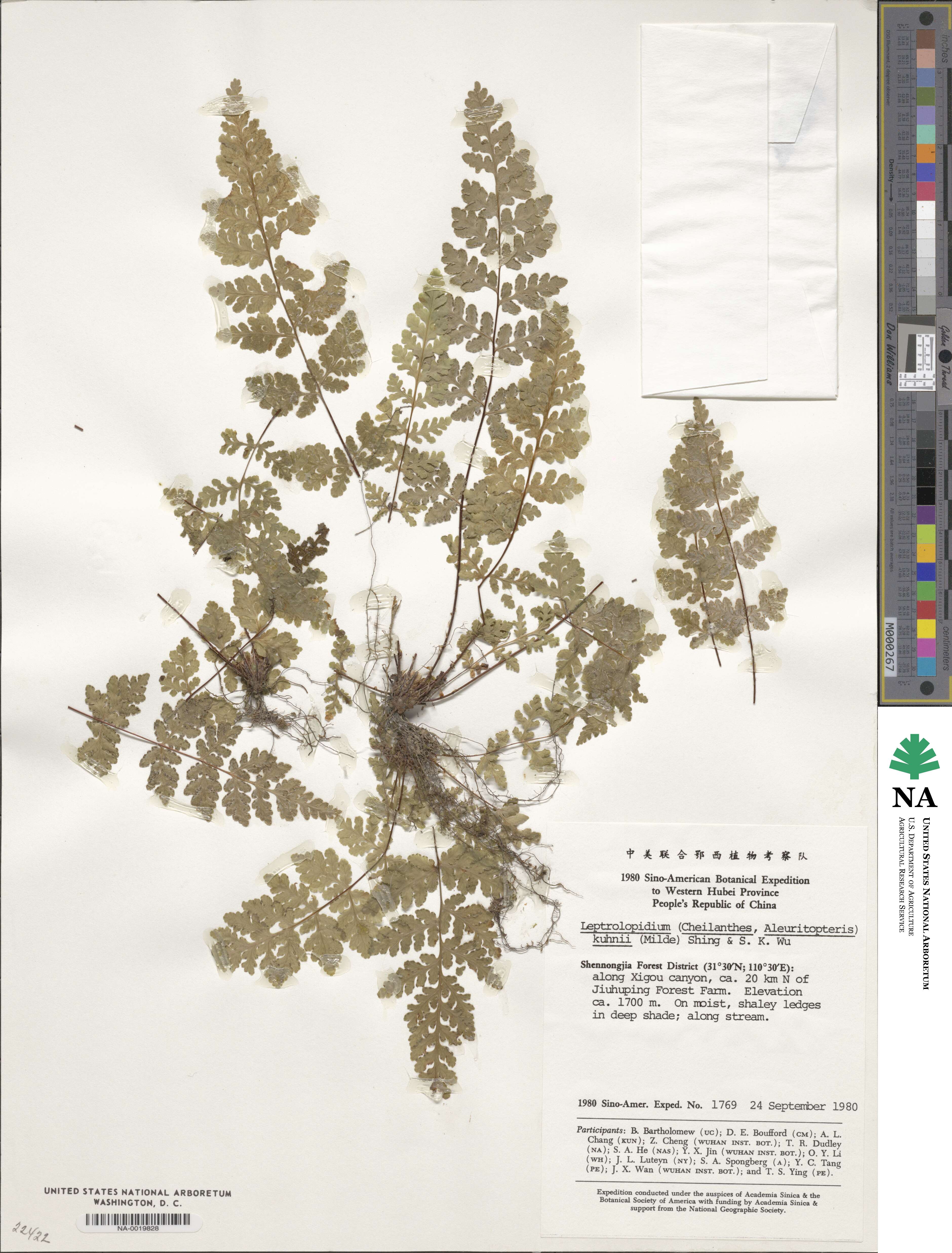 Oeosporangium kuhnii image