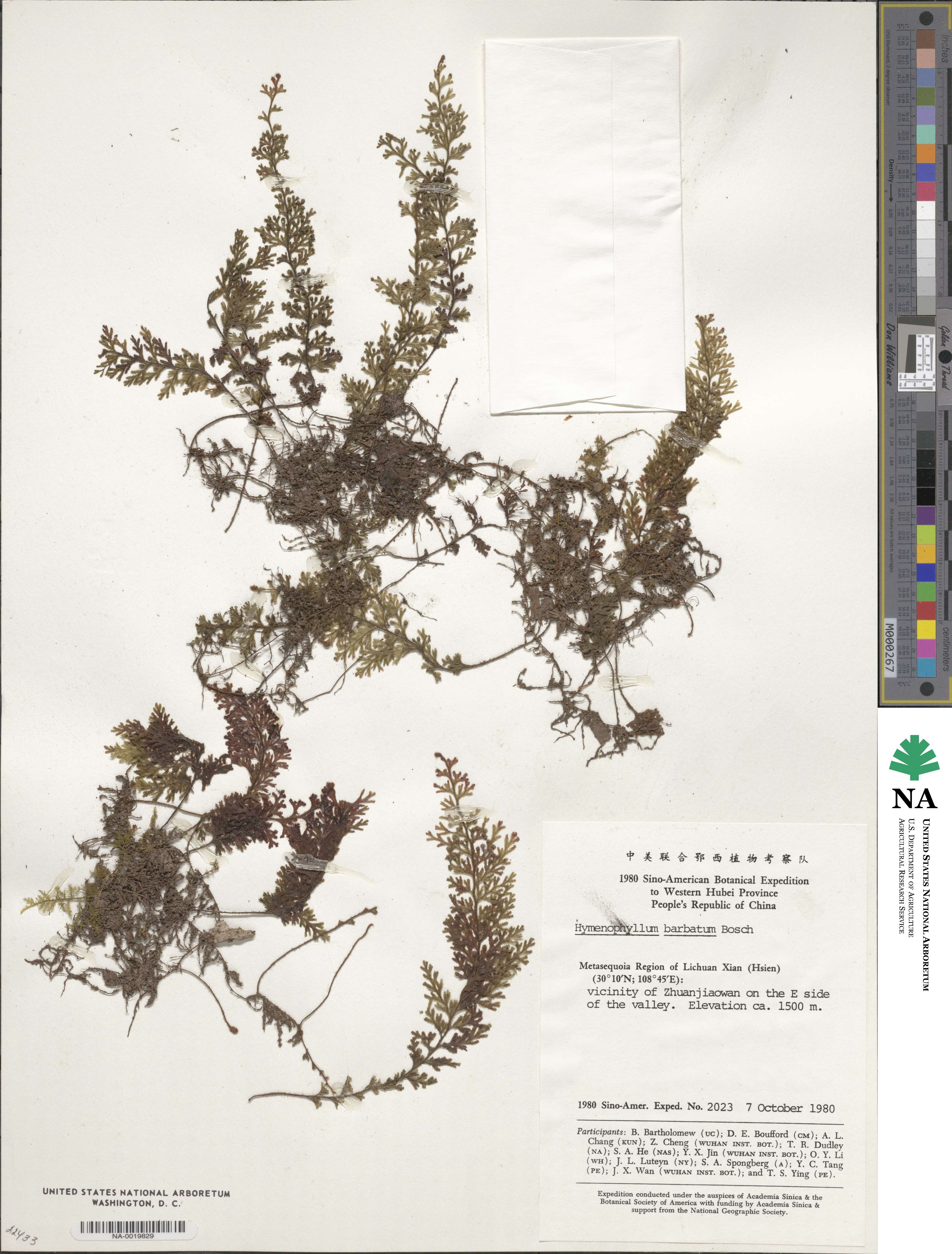 Hymenophyllum barbatum image