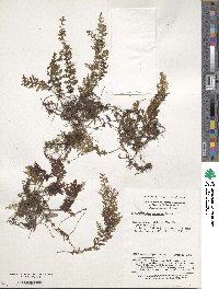 Hymenophyllum barbatum image