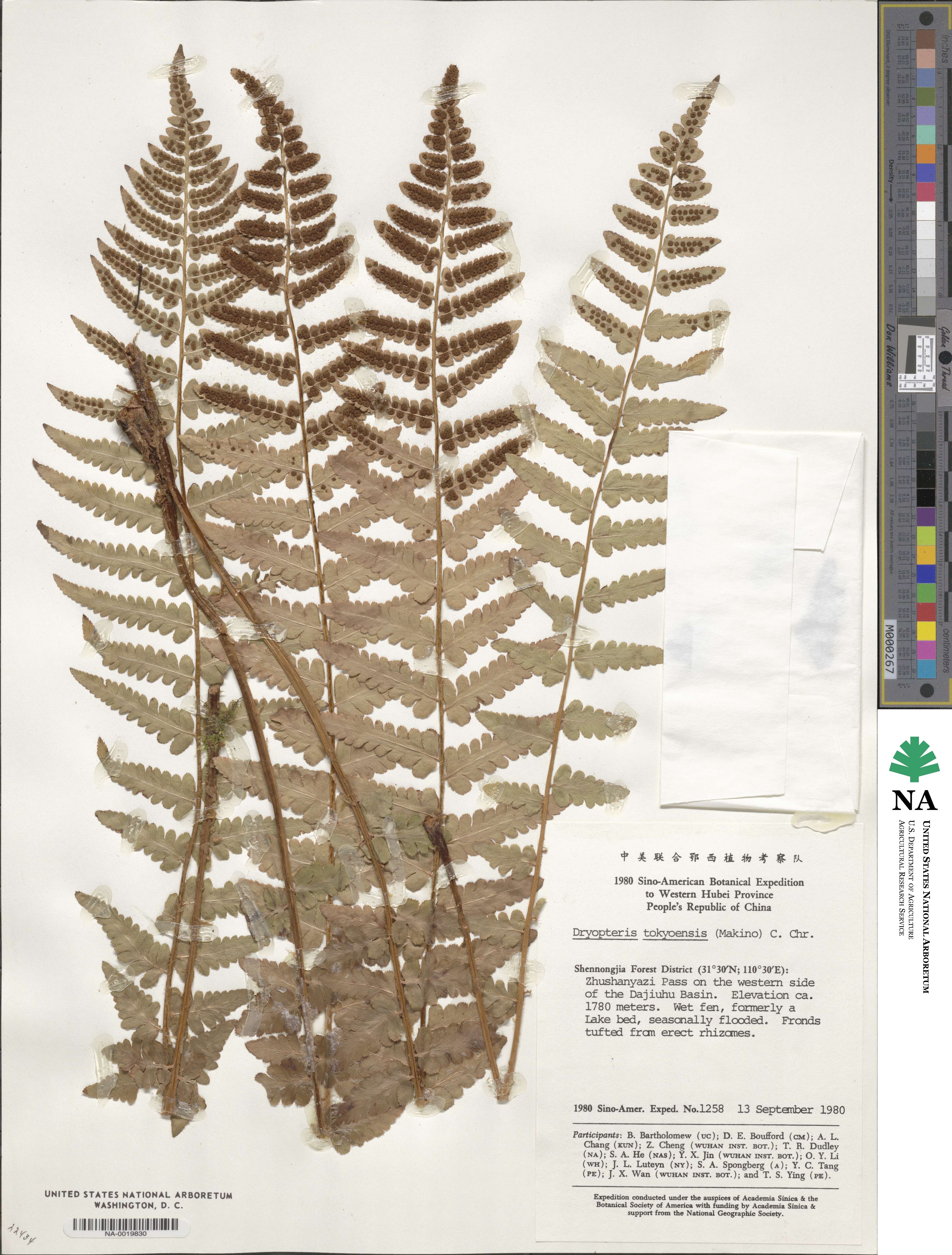 Dryopteris tokyoensis image