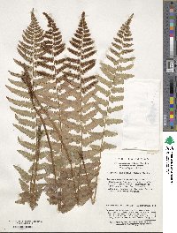 Dryopteris tokyoensis image