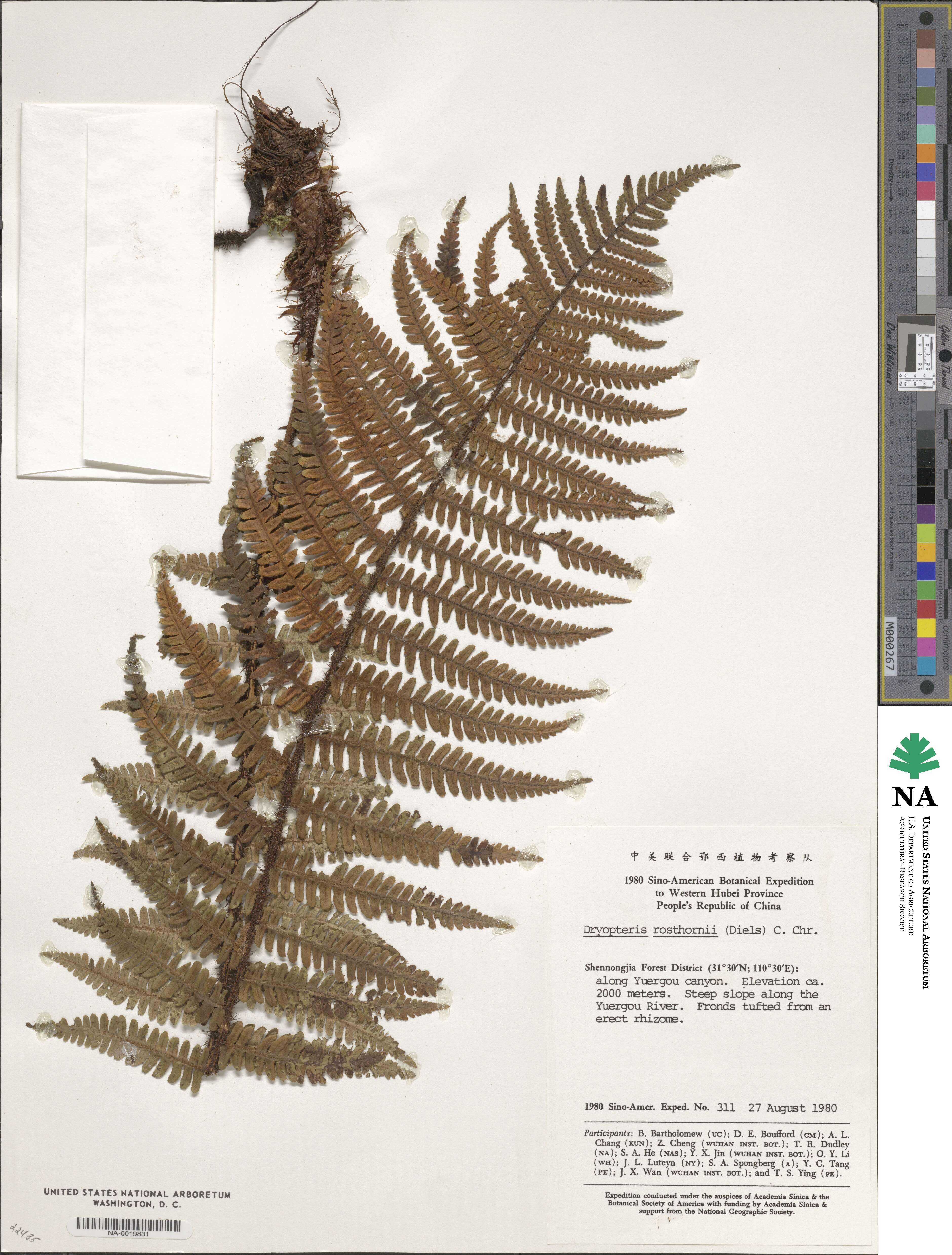 Dryopteris rosthornii image