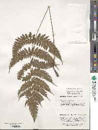 Dryopteris labordei image