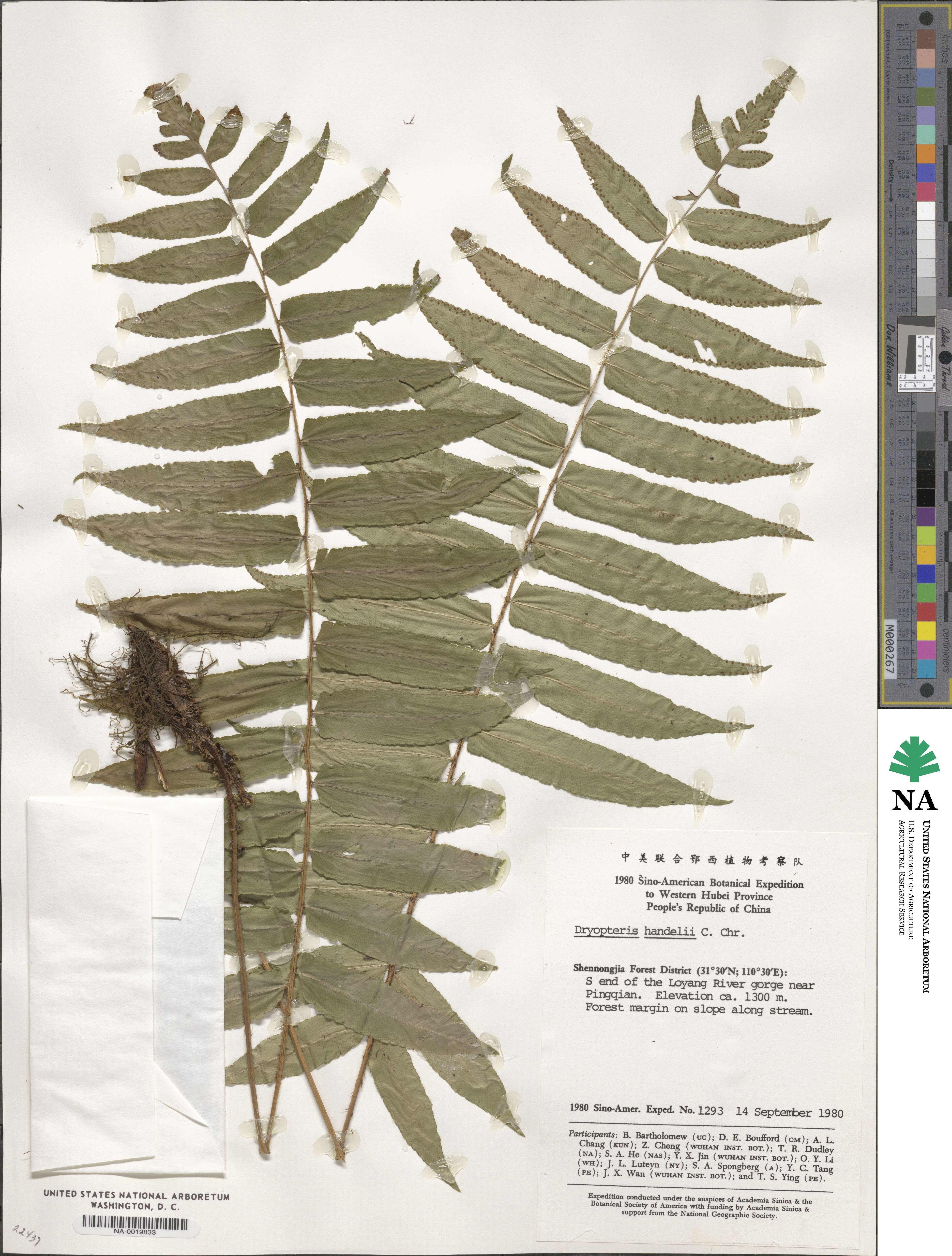 Dryopteris handeliana image