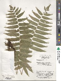 Image of Dryopteris handeliana