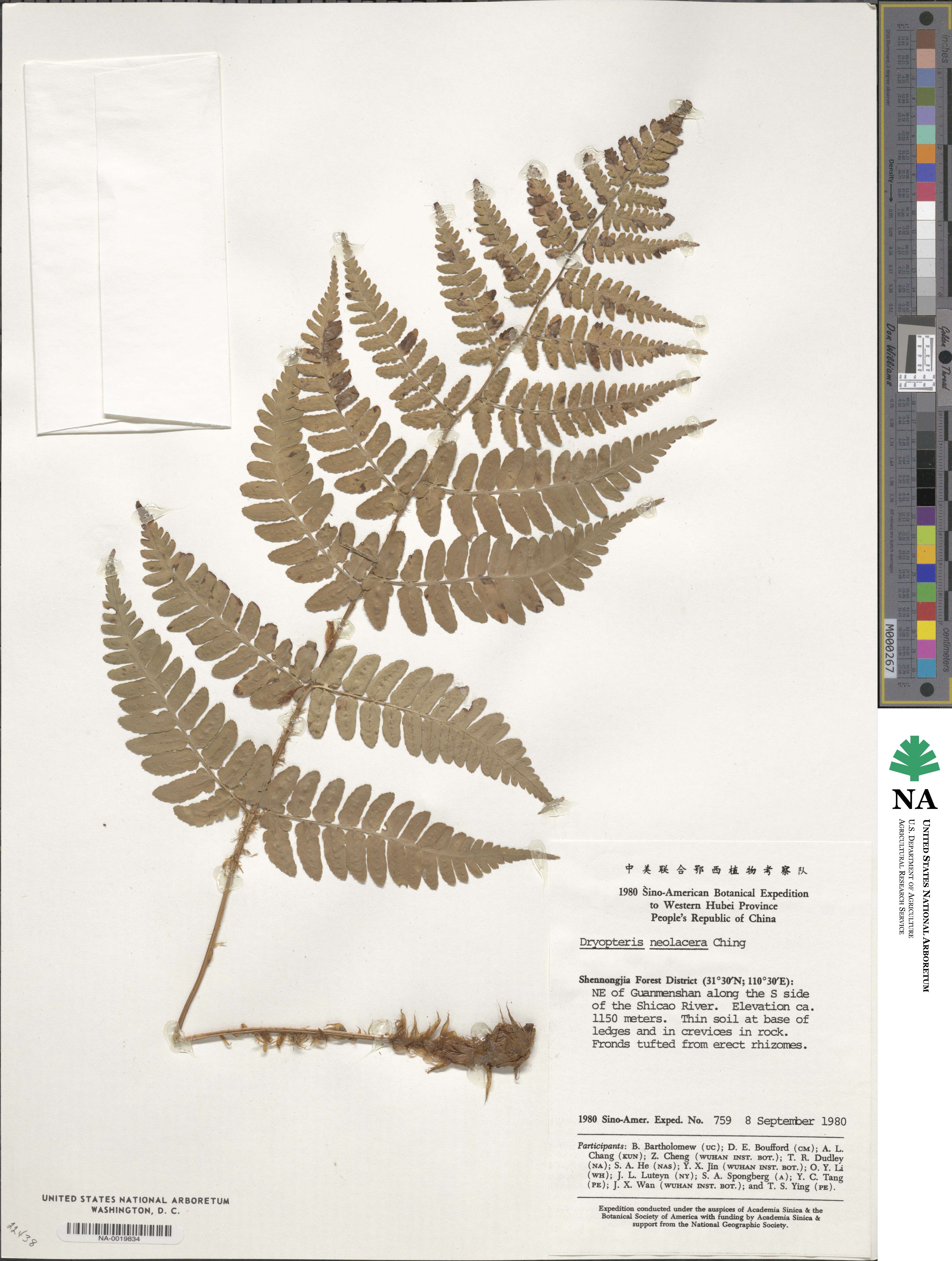 Dryopteris peninsulae image