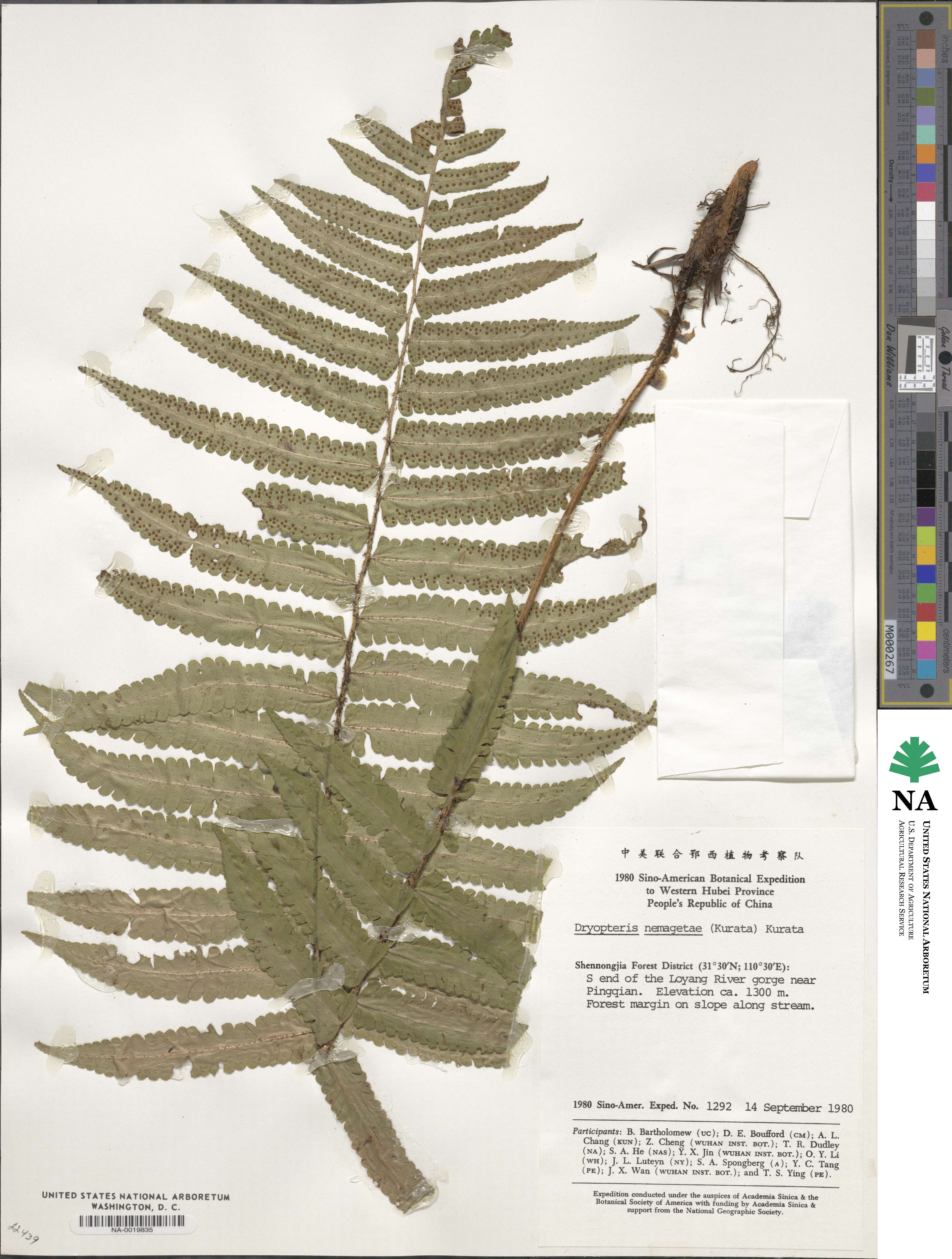 Dryopteris namegatae image