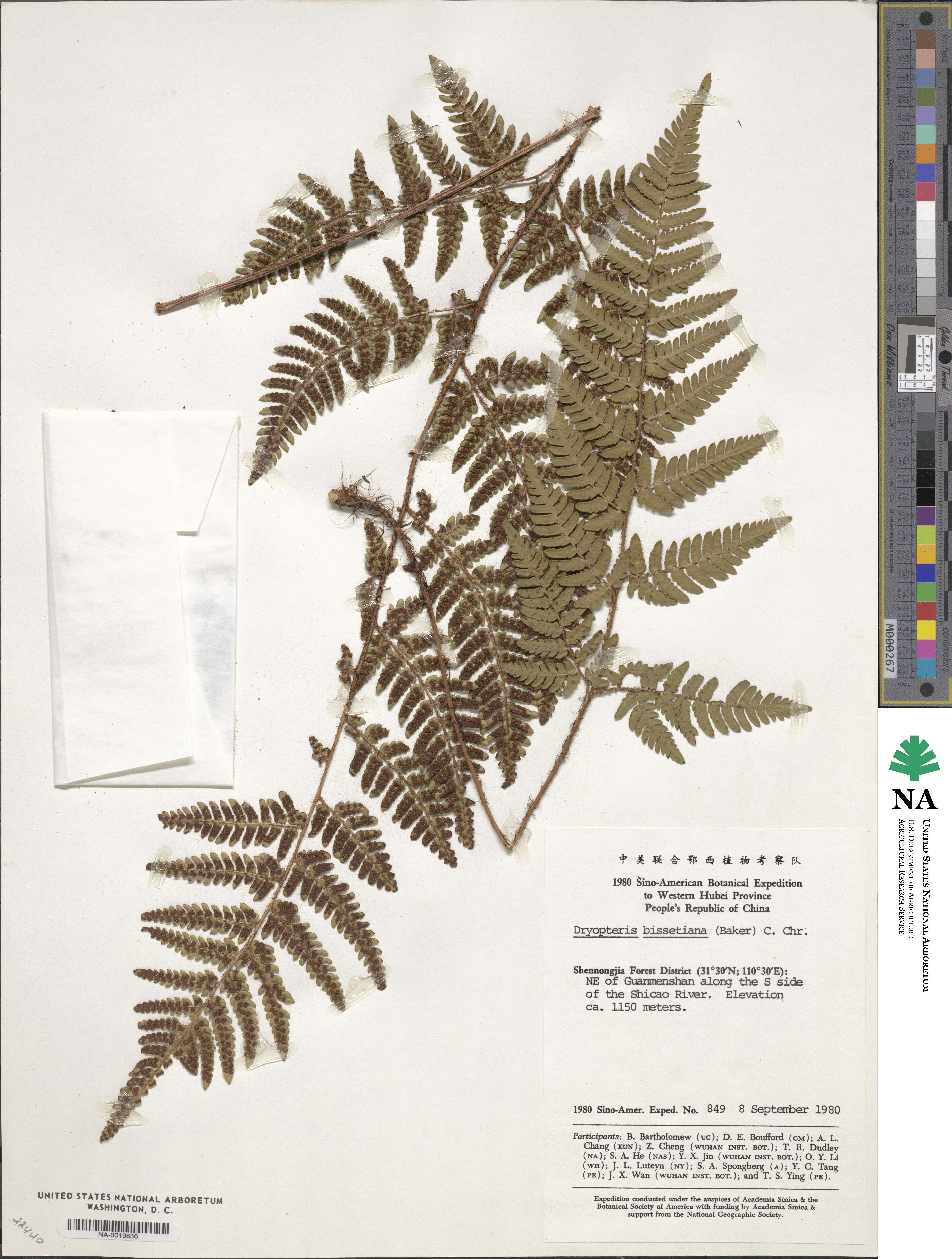 Dryopteris bissetiana image