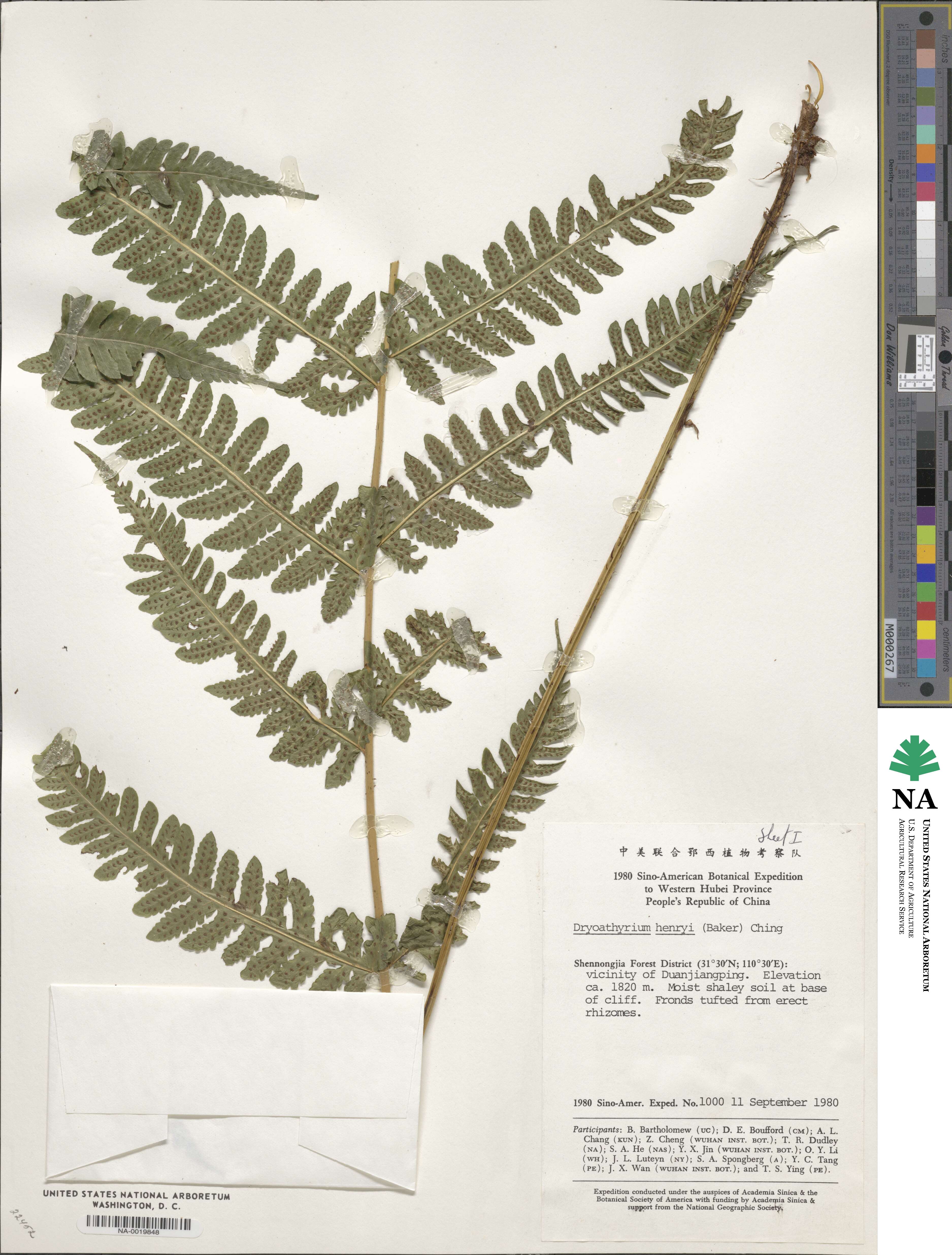 Deparia image