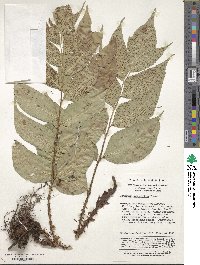 Image of Cyrtomium macrophyllum