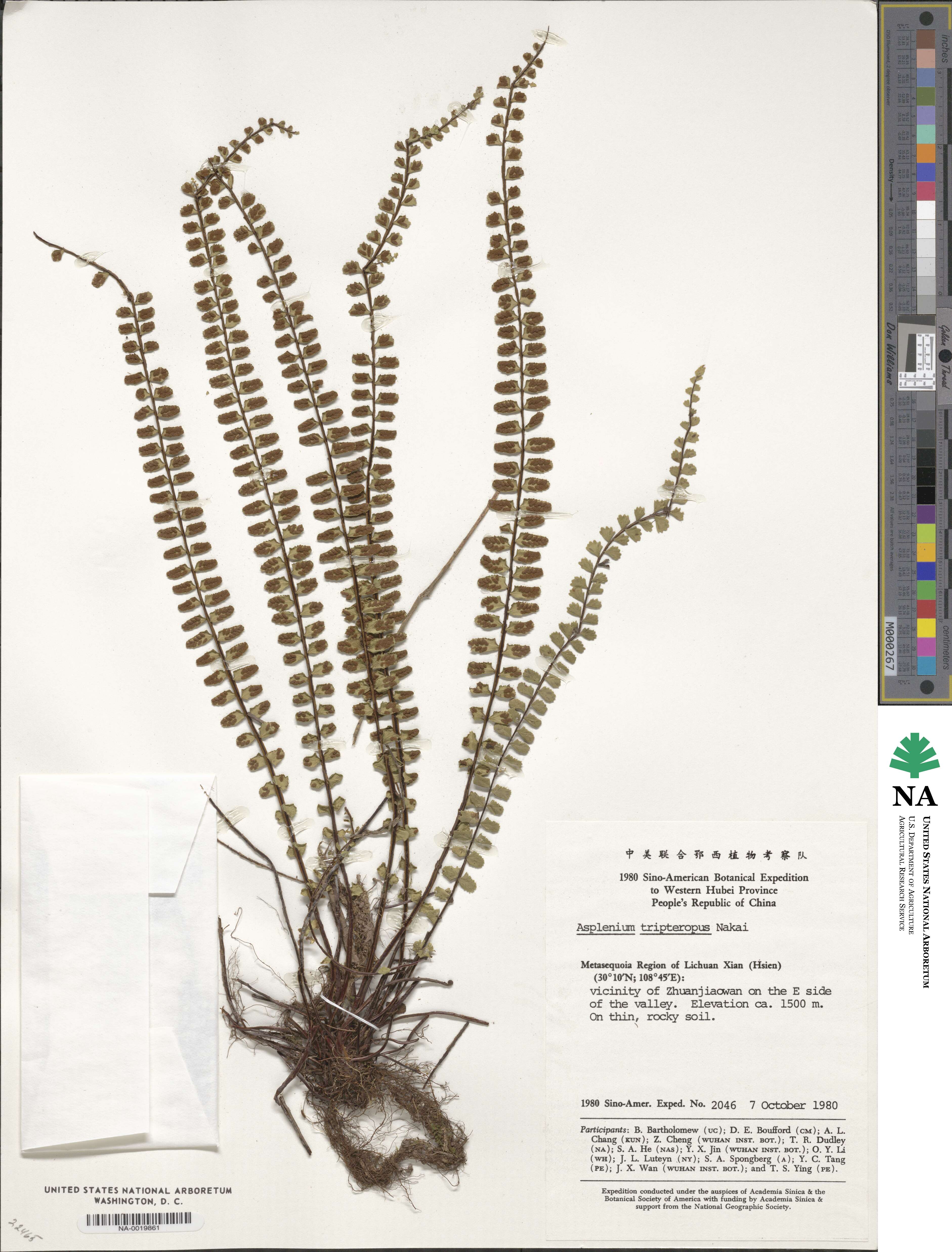 Asplenium tripteropus image