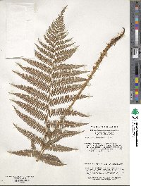 Athyrium filix-femina image