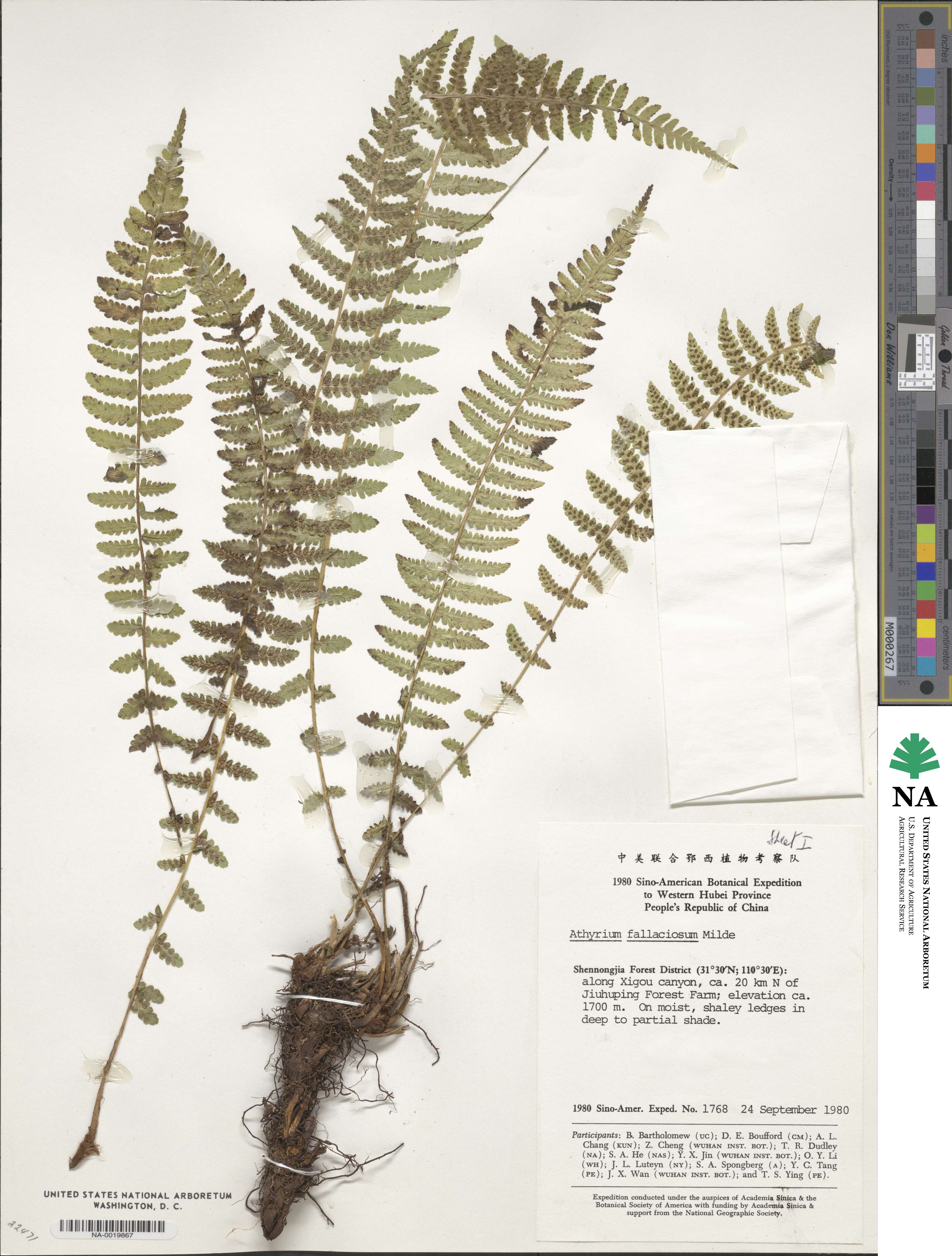 Athyrium fallaciosum image