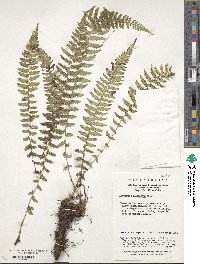 Image of Athyrium fallaciosum