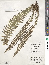 Athyrium fallaciosum image