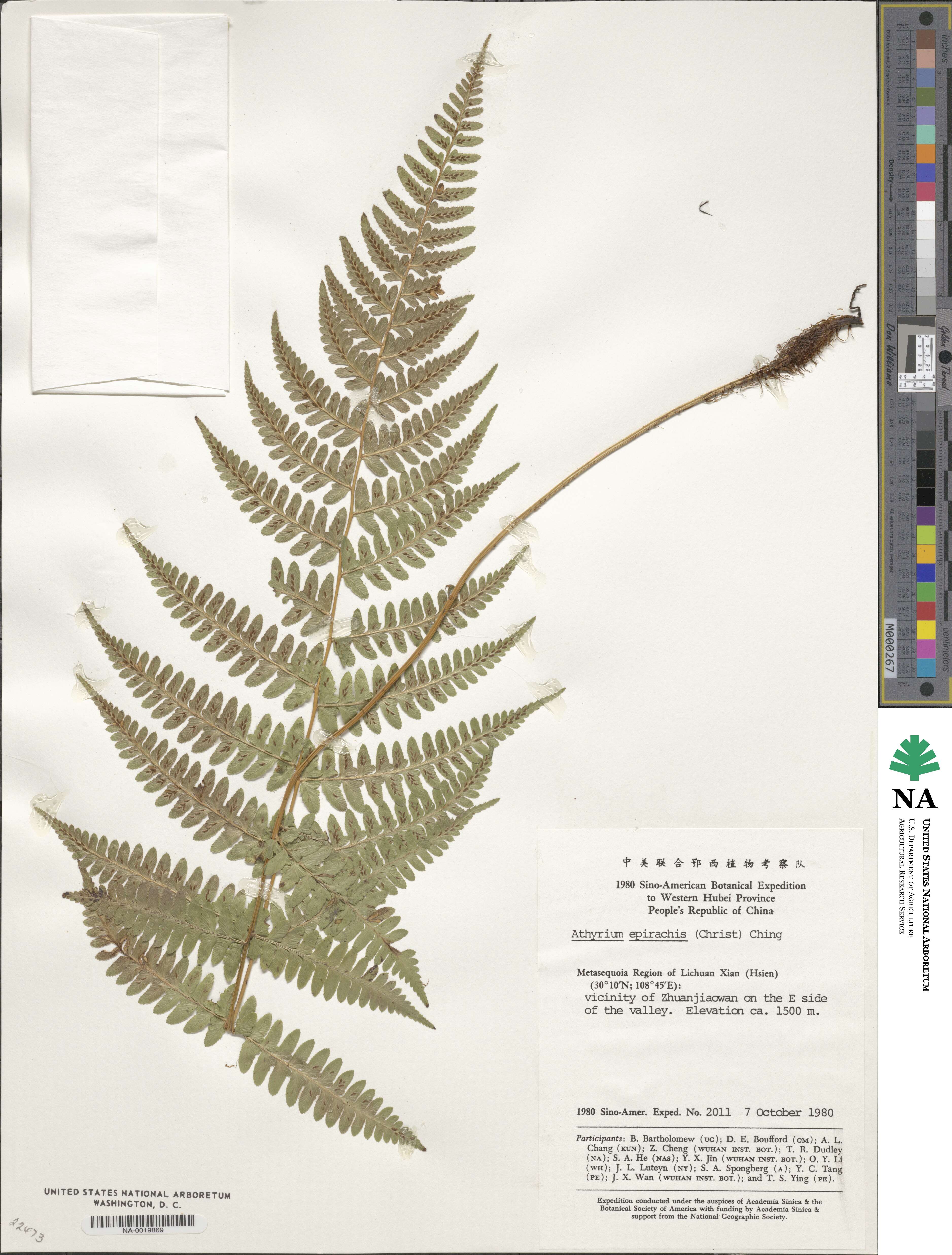 Athyrium epirachis image