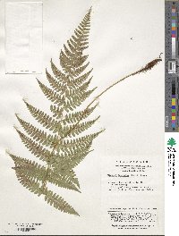 Image of Athyrium epirachis