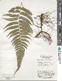 Image of Athyrium vidalii