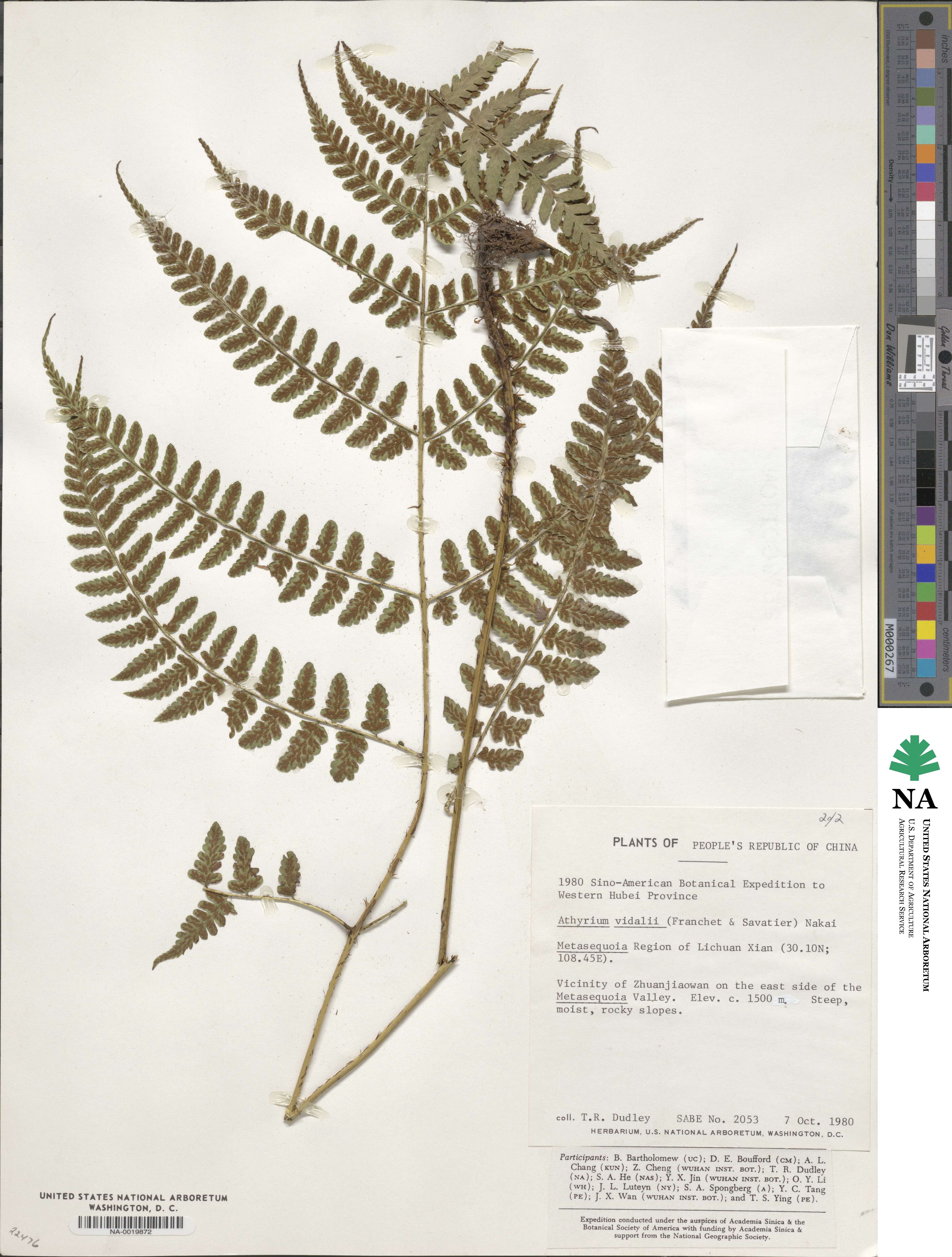 Athyrium vidalii image