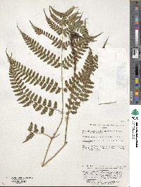 Athyrium vidalii image