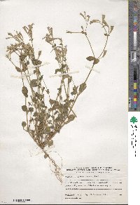 Silene fuscata image