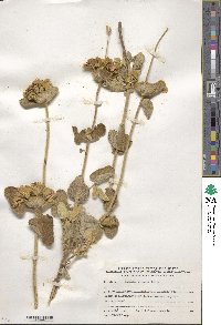 Phlomis viscosa image