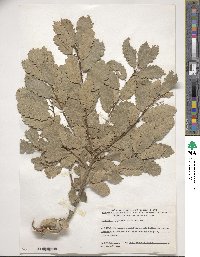 Quercus infectoria subsp. veneris image