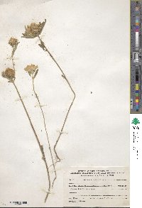 Scabiosa palaestina image