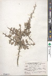 Image of Crataegus aronia