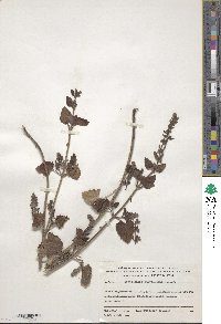 Scutellaria brevibracteata image