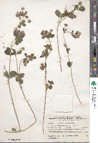 Trifolium resupinatum image