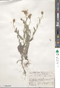 Image of Centaurea cyanoides