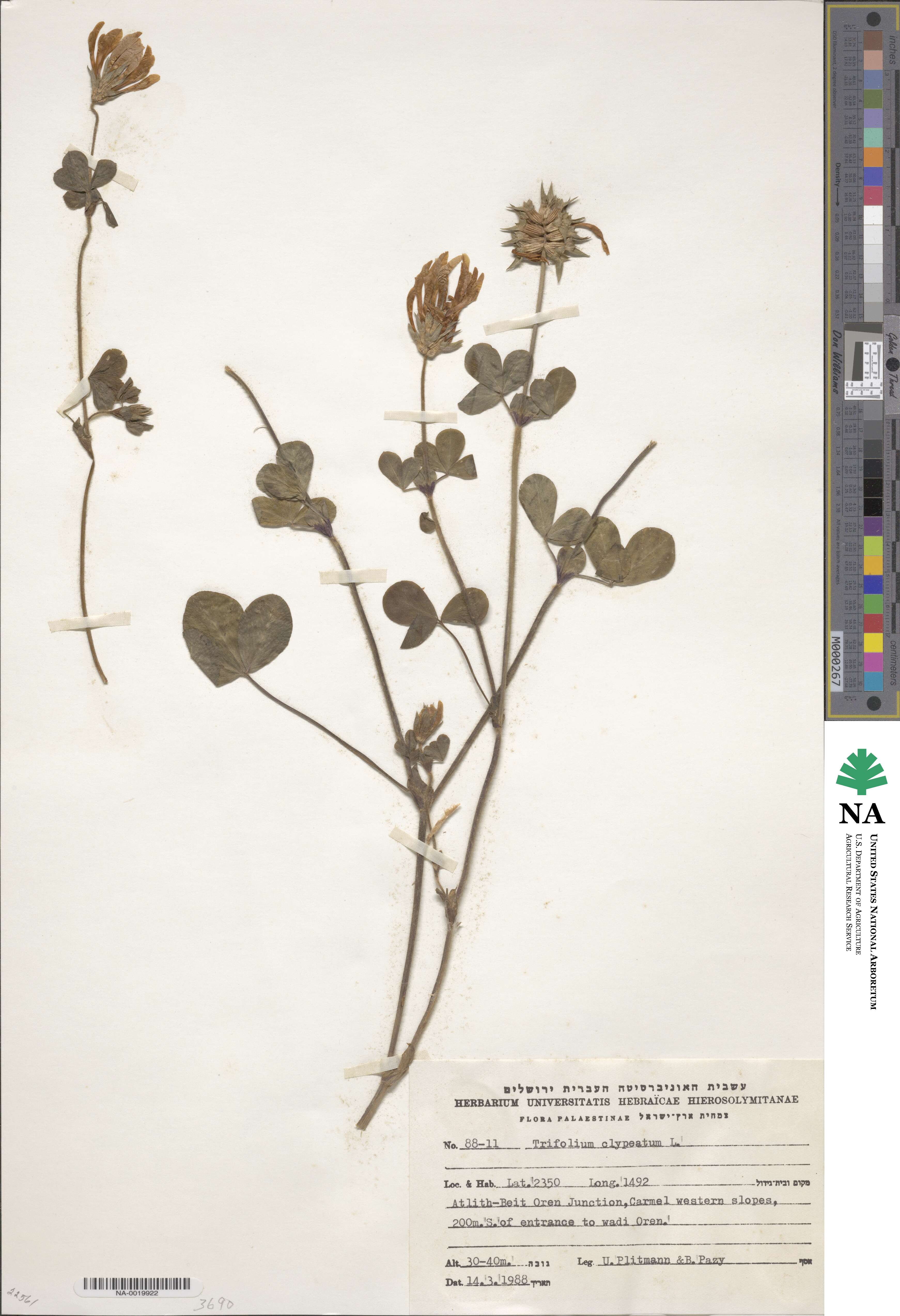 Trifolium clypeatum image