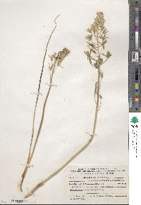 Ornithogalum narbonense image