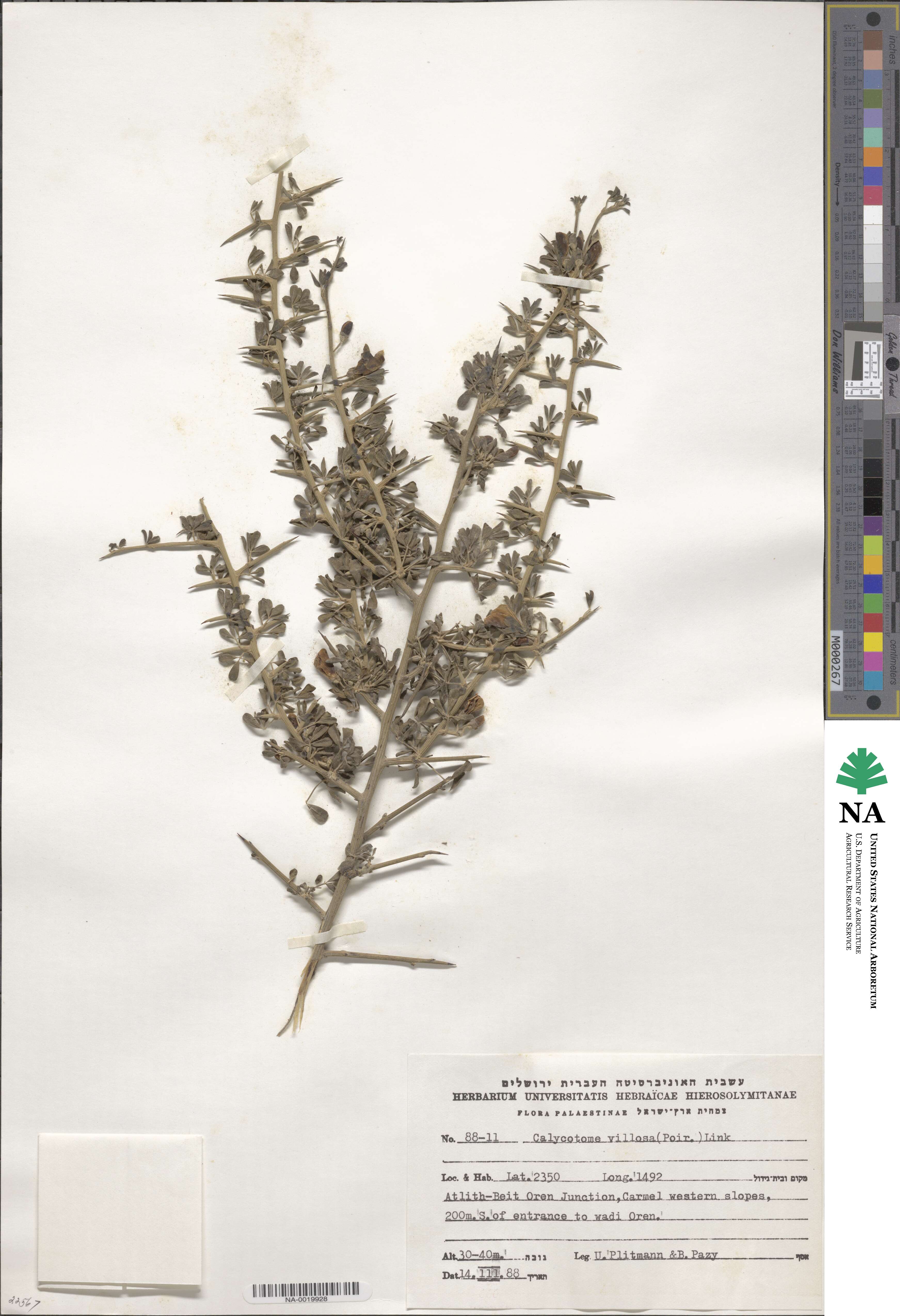 Calycotome villosa image
