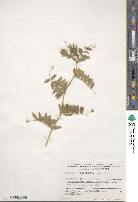 Vicia sativa image