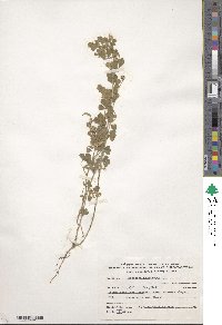 Medicago polymorpha image