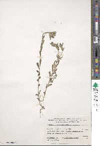 Linum nodiflorum image