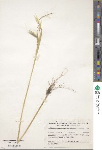 Avena sterilis image