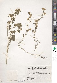 Trifolium pilulare image