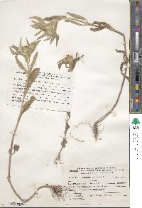 Scabiosa prolifera image