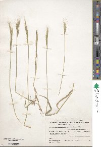 Image of Brachypodium distachyon